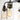 Maxim Lighting Magnolia 5-Light Pendant Bronze/Gold