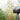 Close view of the Oluce Otto path light dome head and stem among garden plants
