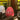 Ladenac Bois de Russie 450 g egg – red egg on a gold backdrop