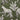 TOV Ollie Olive Green Leopard Jacquard Bench