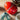 Ladenac Bois de Russie 450 g egg – red egg styled beside a turquoise egg