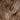 Brown pendant, interior view | The Bride by Mammalampa (2)