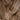 Brown small pendant, interior view | The Bride by Mammalampa (2)
