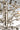 Cluster Semi Flush Mount by Maxim - 38502CLPN