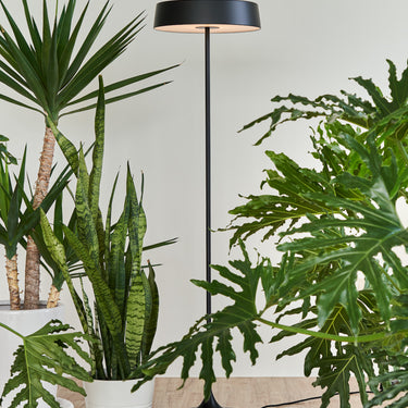 Seed Design China LED Floor Lamp Black