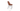 Gazel Cross Chair by SohoConcept - New