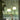 Oluce Alba 468 pendant light with two glass spheres in front of curtains