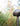 Close view of the Oluce Otto path light dome head and stem among garden plants