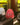Ladenac Bois de Russie 450 g egg – red egg on a gold backdrop