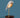 Daqiconcept Bird Lamp: Dimmable LED Desk Lamp