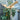 Bird Mobile Medium, Wood by Eguchi Toys, hanging with its wooden pull ring