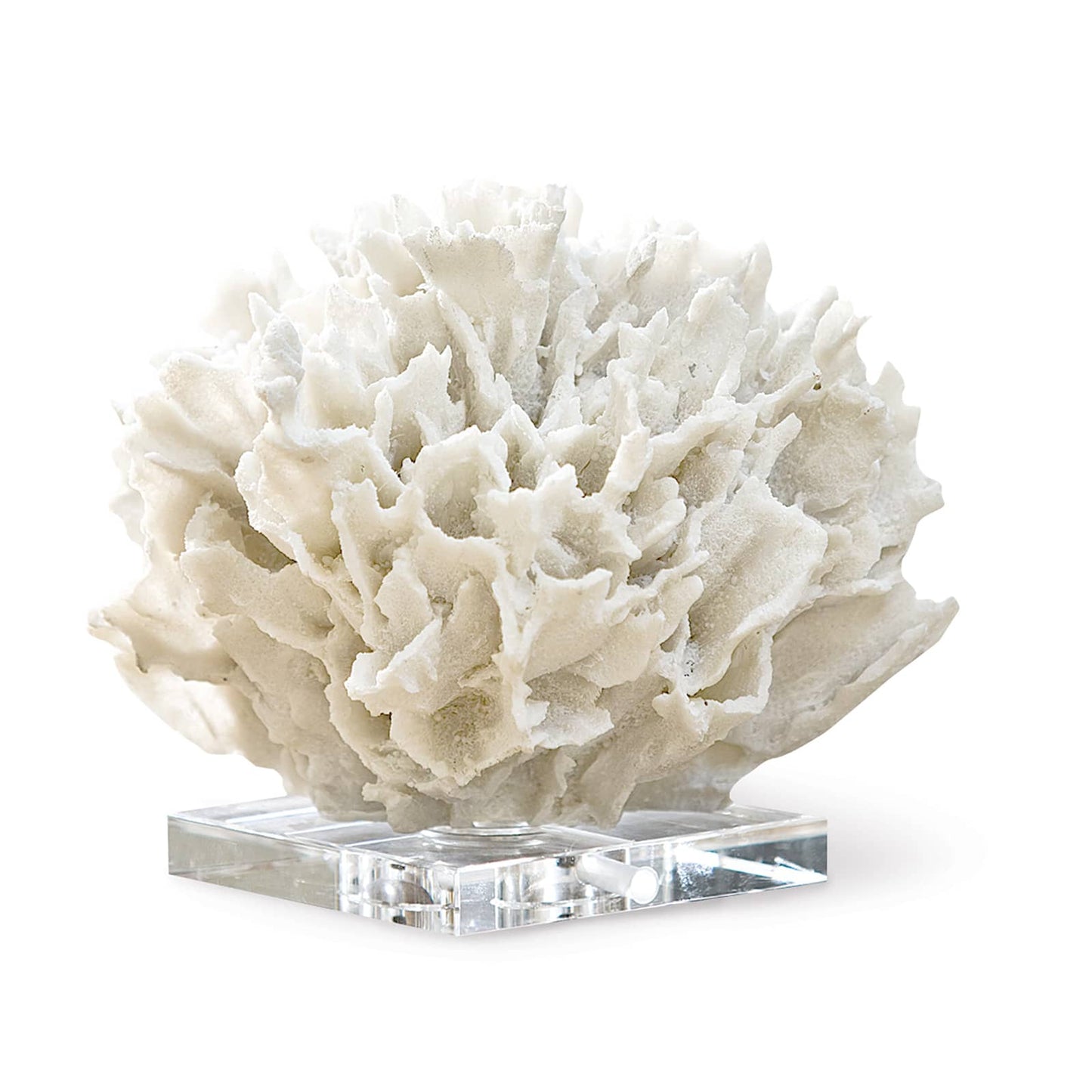 Ribbon Coral in White by Regina Andrew