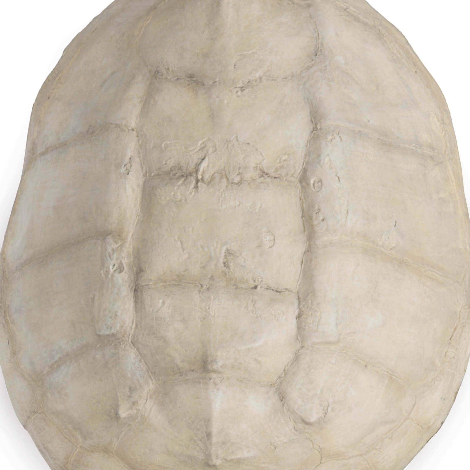 Turtle Shell Accessory in Bleached by Regina Andrew