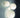 Dioscuri Wall/Ceiling Light by Artemide