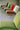 Santa & Cole Ibiza Lounge Chair