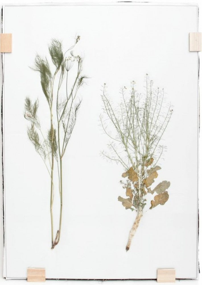 Thomas Eyck Herbarium, medium t.e. 159